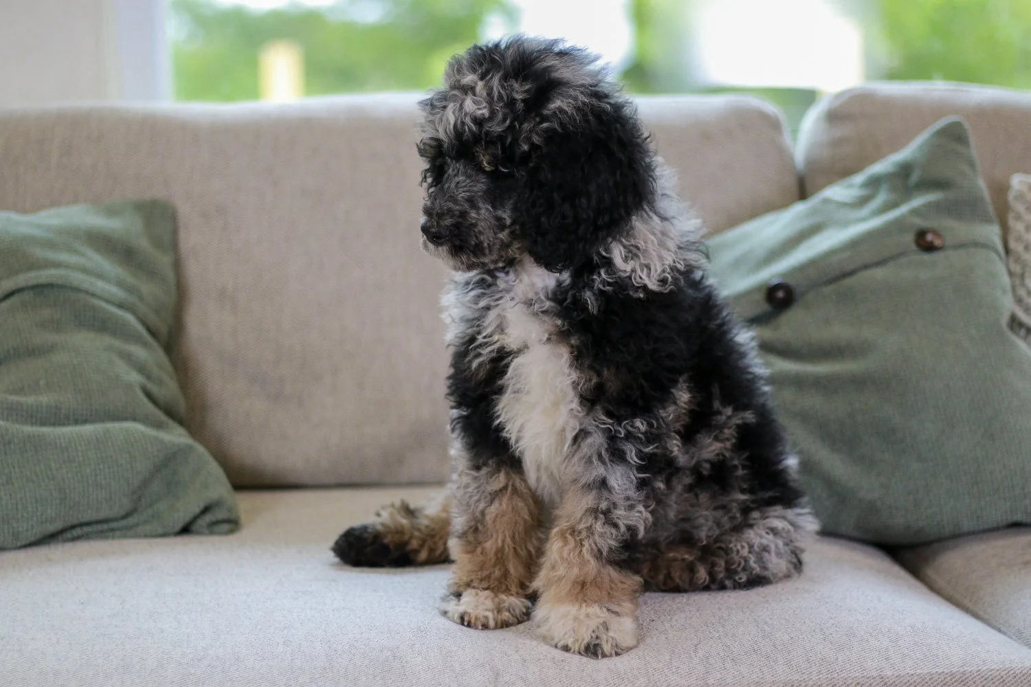 【jumelle】poodle bit coat Amazon.com: Poodoodle Small Slicker Brush, Purple, Hair